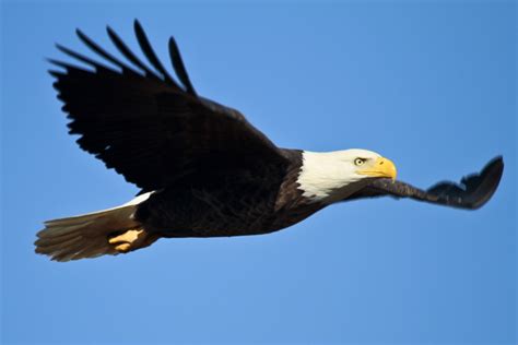 Bald Eagle In Flight Free Stock Photo - Public Domain Pictures