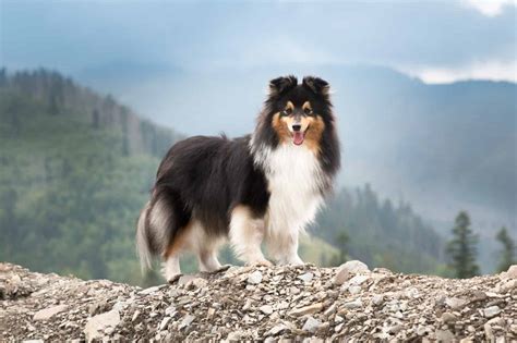 Shetland Sheepdog Progression: Growth Chart, Milestones, and Training Tips - A-Z Animals