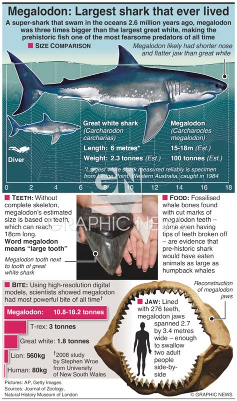 SCIENCE: Megalodon vs great white shark infographic