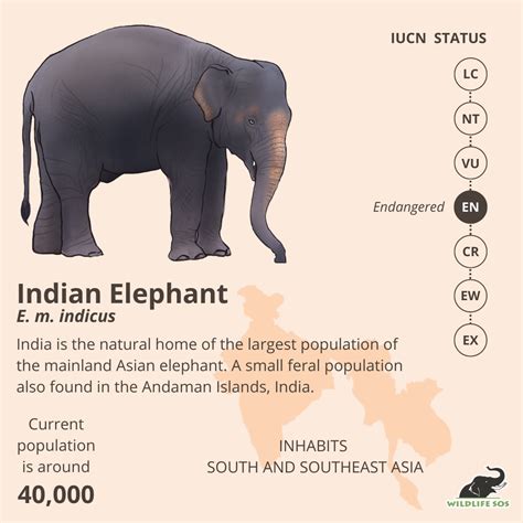 kumki elephant |ForumIAS