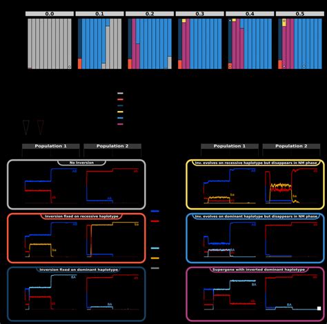 | The evolution of chromosomal inversions, and consequences for the ...