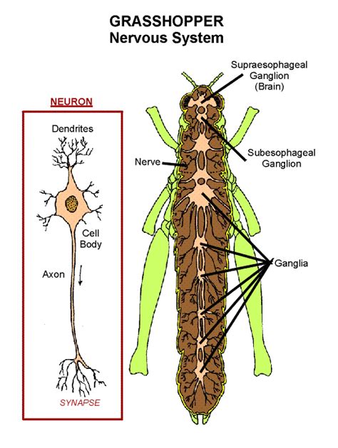 Grasshopper Nervous System (nervous) | Department of Entomology