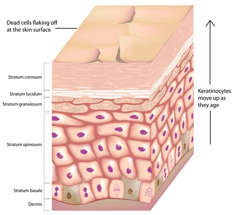 What is the Stratum Corneum? (with pictures)