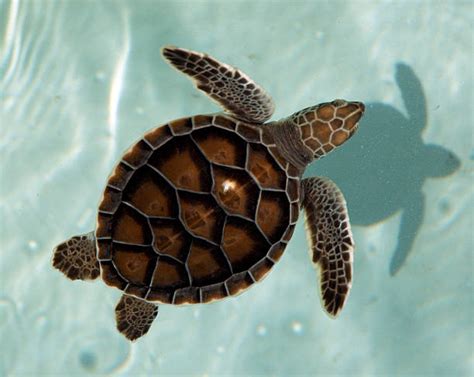 Sea Turtle Top View Stock Photos, Pictures & Royalty-Free Images - iStock