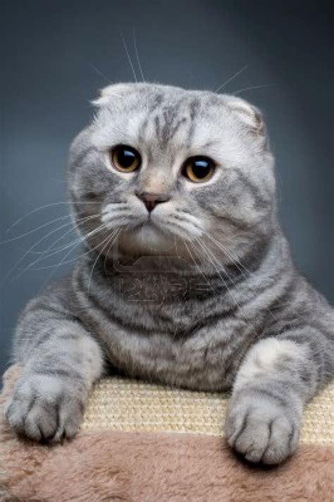 Scottish Fold Fat Cat Breeds - Pets Lovers