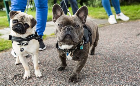 Pug vs. French Bulldog - Which pup is right for your pack? – Shameless Pets