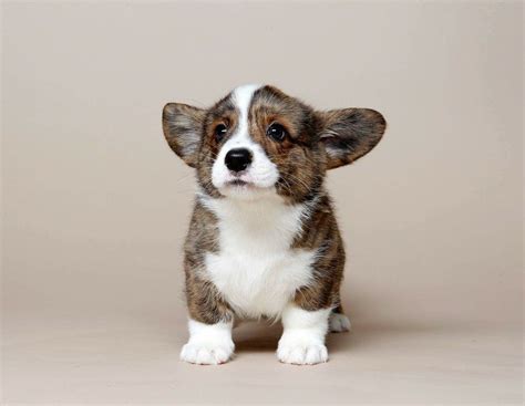 Cardigan Welsh Corgi Puppies Behavior And Characteristics In Different Months Until One Year