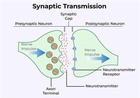 Synaptic Cleft- Anatomy, Structure, Disease & Function - GeeksforGeeks