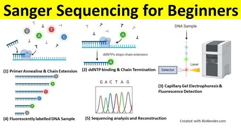 Wickeln Schule Schmetterling principle of sanger sequencing Freiheit ...