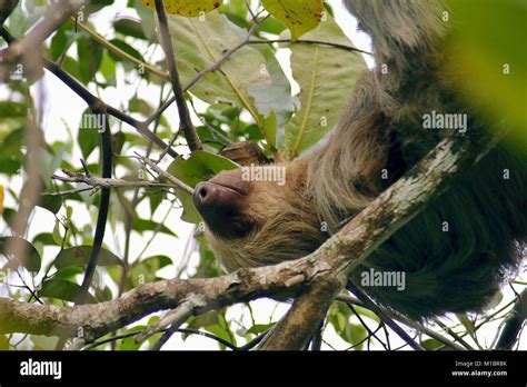 Sloth sleeping in tree hi-res stock photography and images - Alamy