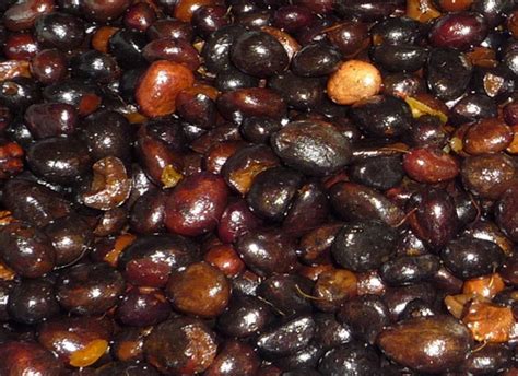 How to process palm kernel?_Palm Oil Extraction FAQ palm kernel