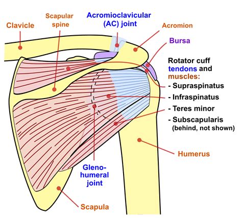 Shoulder Pain - almostadoctor