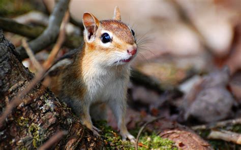 Chipmunks Wallpapers - Pets Cute and Docile