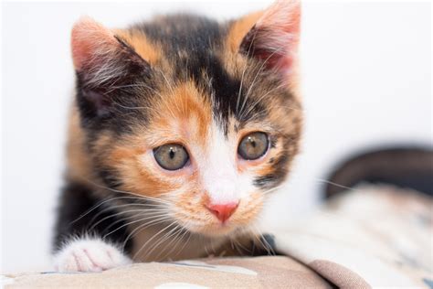 Calico Kittens Personality & Training | Animals - mom.me