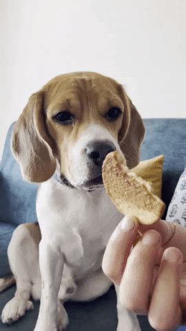 Hungry Dog GIF by Rashmi Chadha - Find & Share on GIPHY