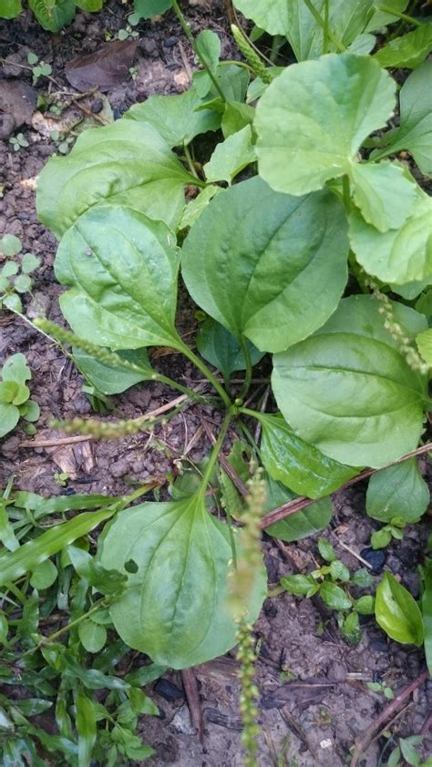 POKOK HERBA SELAYUR BERKHASIAT UNTUK PUNDI KENCING - Rangkuman Cara ...