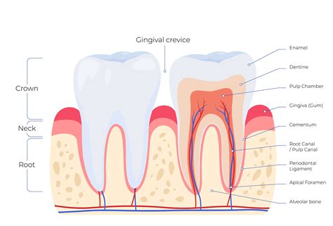 Tooth Anatomy | Smile Dental Clinic