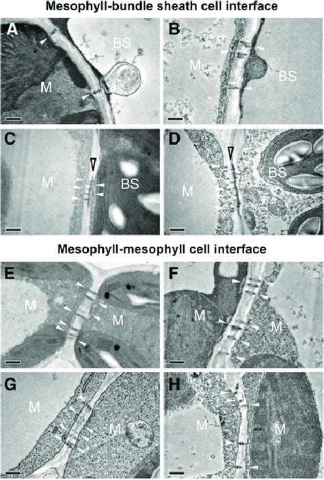 Transmission Electron Micrographs of Plasmodesmata at Cell Interfaces ...