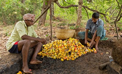 In the Cashew Orchard - Photo Blog by Rajan Parrikar