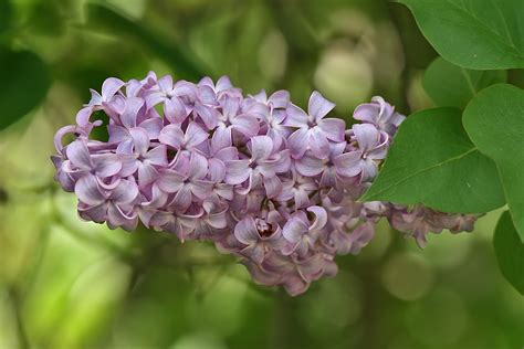 How to Grow Lilacs | Garden Guides