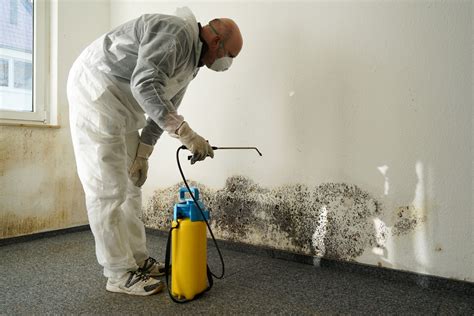 Does Painting Over Mold Stop Its Growth? | The House Shop Blog