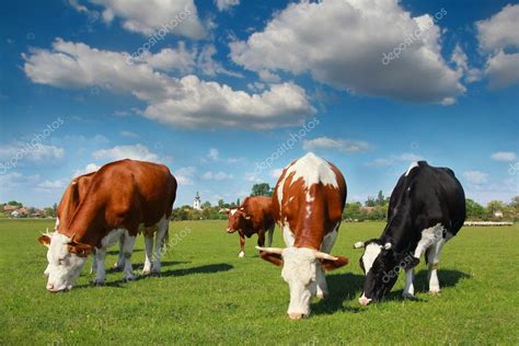 Cows grazing on pasture — Stock Photo © branex #14733511