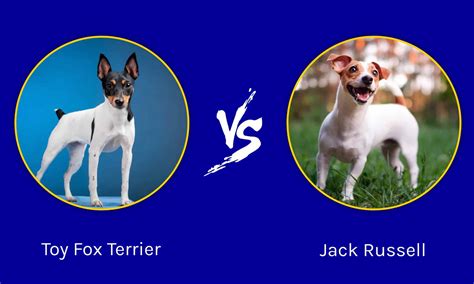 Toy Fox Terrier vs Jack Russell: What Are the Differences? - A-Z Animals