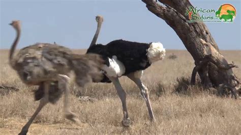 Is The Ostrich The Largest Bird In The World - Bird Walls