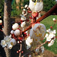 Chinese Apricot Trees | Buy online at Nature Hills Nursery