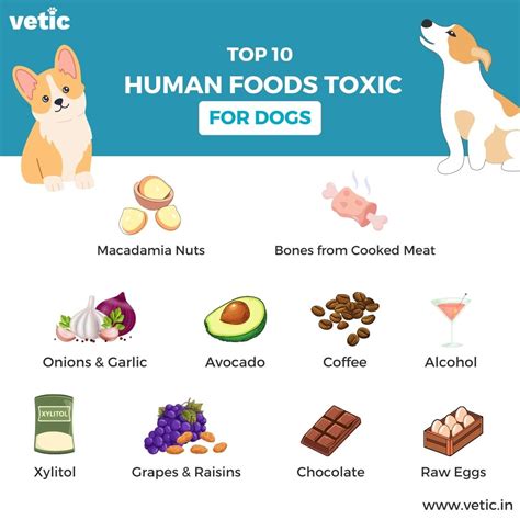 10 Human Foods Toxic for Dogs and 10 Foods Safe for Dogs