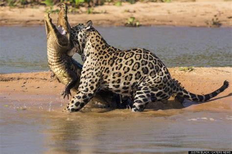 Jaguar Attacks Caiman In Brazil's Pantanal Wetlands (PHOTOS) | HuffPost Impact