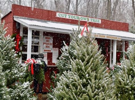 50+ Festive Christmas Tree Farms Near Me - Days Out On The Farm