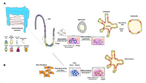 | Methodology to obtain 3D intestinal organoids. (A) Adult stem cells ...