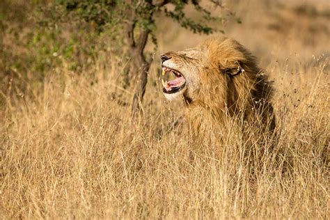 2021 Masai Mara Migration Photo Safari Tour w/ Renee Doyle & Ken Koskela | Ken Koskela ...