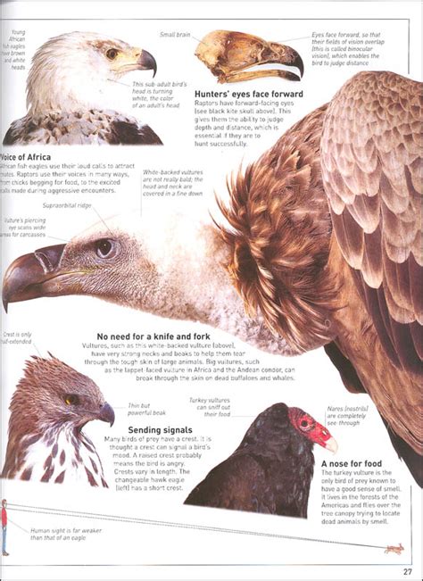 Eagles & Birds of Prey (Eyewitness Book) | Dorling Kindersley | 9781465451729