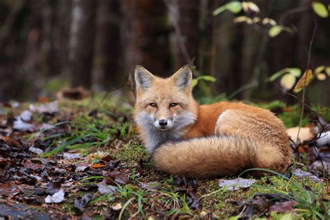 9 Cute Pictures of Red Foxes