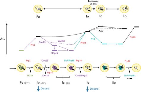 A thermodynamic model for spliceosome dynamics in the catalytic phase.... | Download Scientific ...