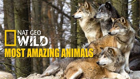 Wildlife Documentaries Wolves