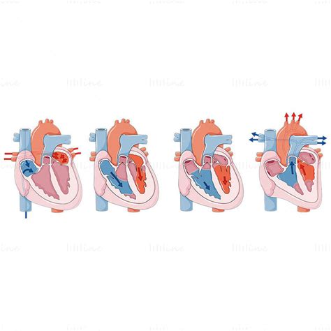 Cardiac Cycle Animation