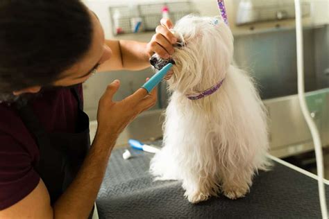 17 Common Maltese Health Problems & Concerns - A-Z Animals