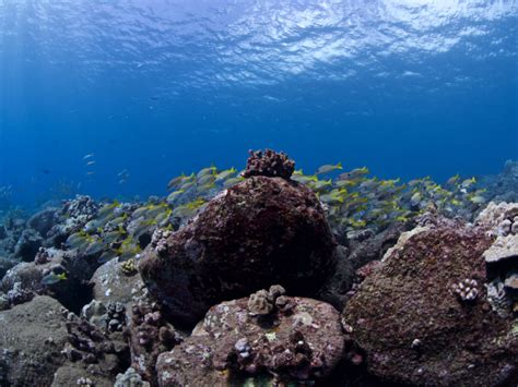 The 15 Best Snorkeling Spots in Kauai (Recommendations for 2024)