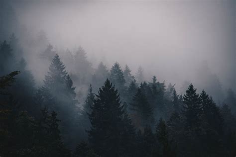 🔥 [80+] Foggy Forest Wallpapers | WallpaperSafari