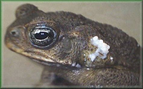 The cane toad of Australia has poison glands, and even its tadpoles are also highly toxic to ...