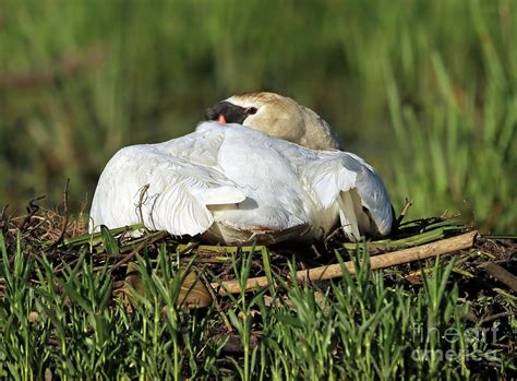 Nesting Mute Swan 312 Photograph by Steve Gass - Fine Art America