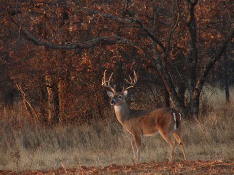 Whitetail Deer Screensavers and Wallpaper - WallpaperSafari