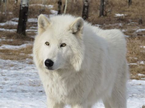 Arctic wolf facts - minesan