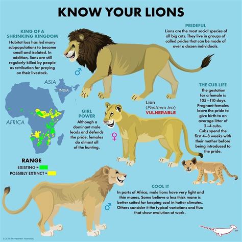 Facts About Lions Habitat