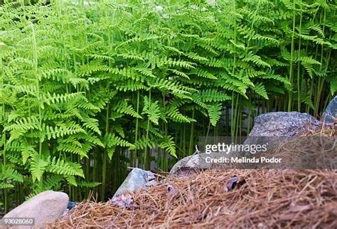 30 Hay Scented Fern Stock Photos, High-Res Pictures, and Images - Getty Images