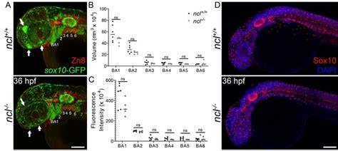 Fig. S5. Neural crest cell induction and migration is unaffected in ncl ...