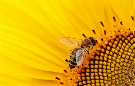 A Honey Bee on a Sunflower · Free Stock Photo